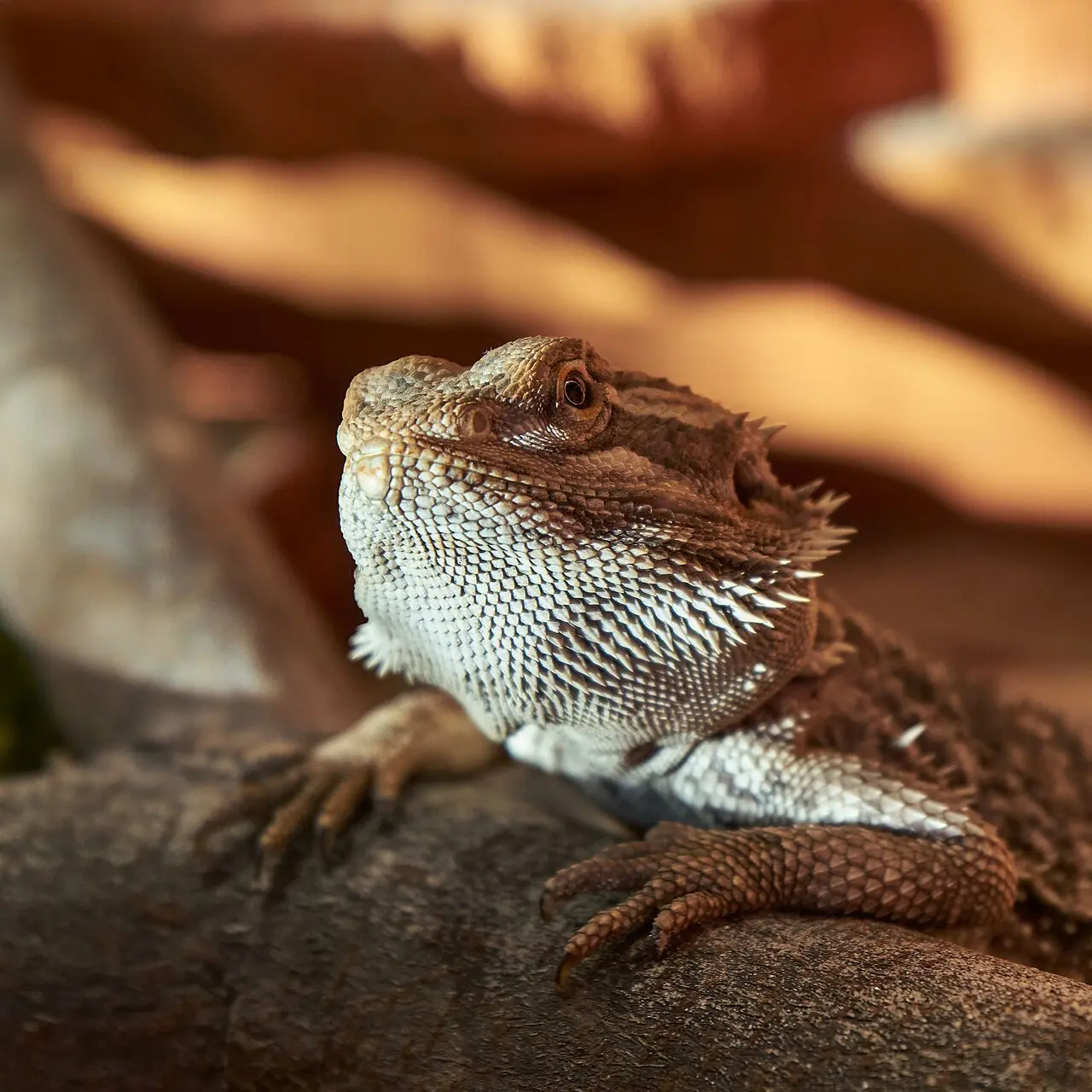 Photograph of a bearded dragon resting on a branch