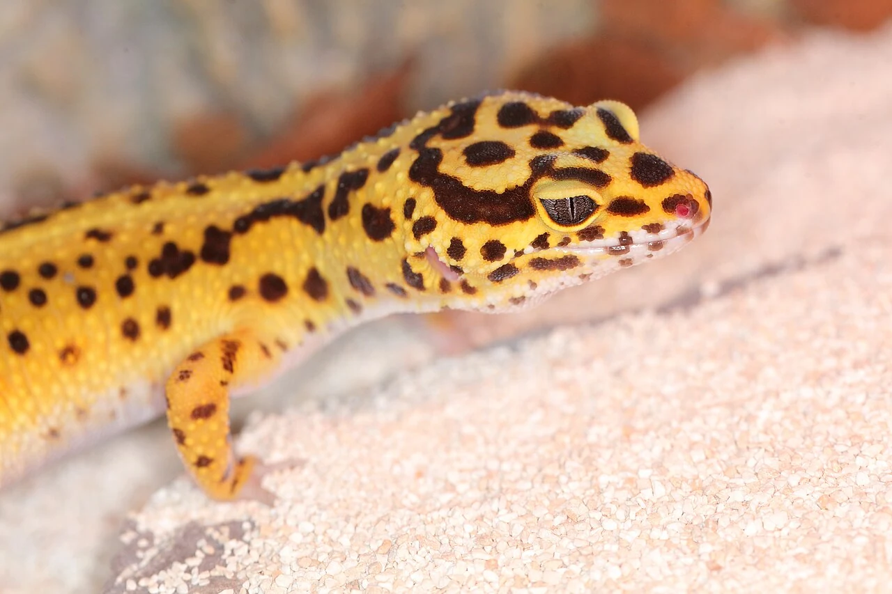 Photograph of a juvenile leopard gecko on a light rocky surface