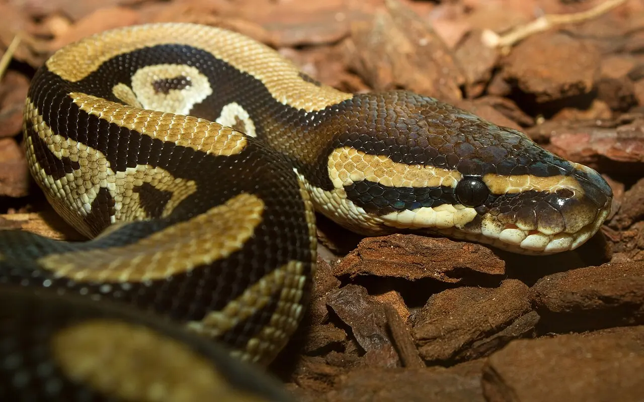 Photograph of a natural-coloured royal python on bark
